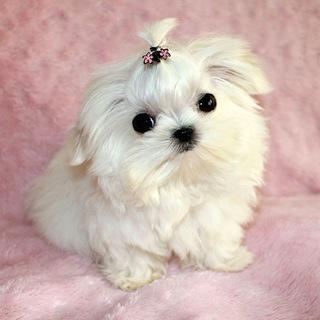 Tiny pet