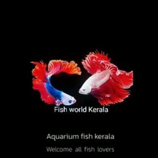 🐠Aquarium Fish Kerala 🐠 (A F K)