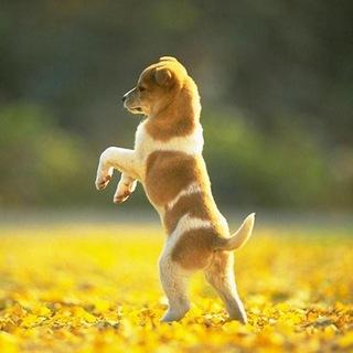 冲狗乐园｜Fairyland of Doge