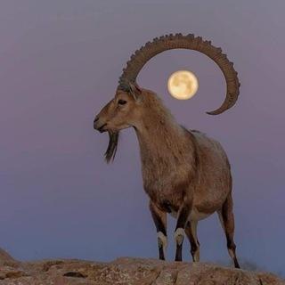 Bock für Aufklärung