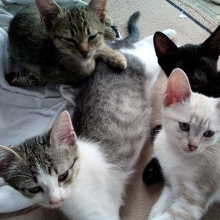 🐈 Gesundheit für Tiere