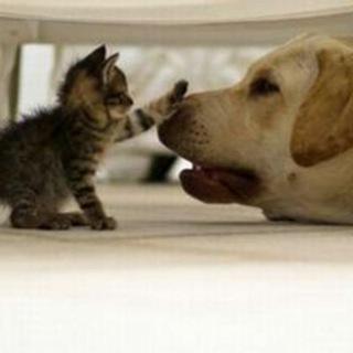 🇭🇰寵🐈物🐶大本型