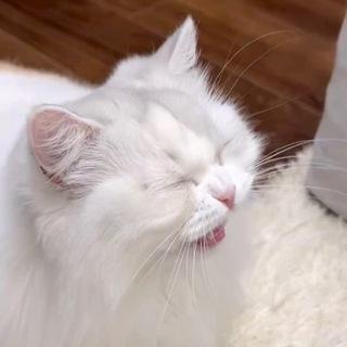 叮当喵喵-今天你也很可爱