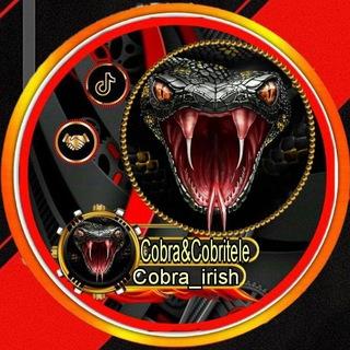 Cobra_irish