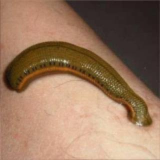 胖叔水蛭交流群