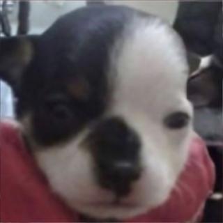 Mañosos 5 Coahuila de nuevo en accion