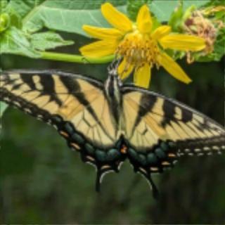 🦋🦋Monarch Jewels 🦋🦋