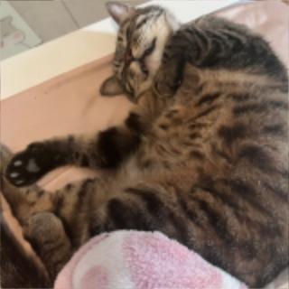 猫猫